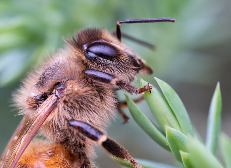 Bee